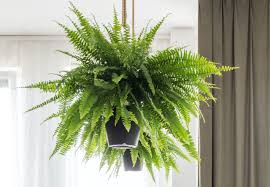Indoor fern, flowering house plants, exotic flowers, exotic house plants, hanging house plants, exotic flowers and plants. The Ultimate Guide To Indoor Fern Varieties Houseplant Resource Center