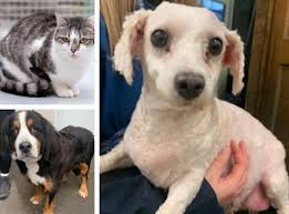 #1 best value of 183 pet friendly hotels in south wales. Many Tears Rescue Centre Has Cats And Dogs Looking For New Homes South Wales Guardian