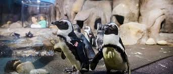 When one thinks of household pets, a penguin is not the first thing that comes to mind. Visit Ripley S Aquarium S Newest Exhibit Penguin Playhouse Things To Do In Myrtle Beach