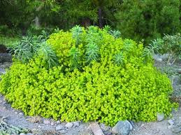Image result for Euphorbia neoglaucescens