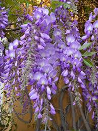 Image result for Wisteria