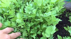 Imagini pentru leusteanul