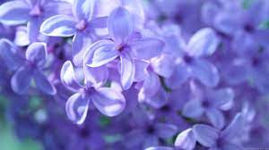Islamic Wallpaper Web Computer Desktop Wallpaper Purple Flowers Wallpaper Beautiful Flowers Violet Flower
