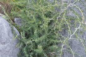 WILD ASPARAGUS IN SICILY AND TUNIS (ASPARAGI SELVATICI) | All Things  Sicilian and more