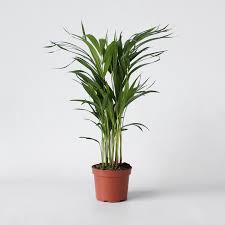 Image result for Dypsis lutescens