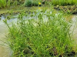 Image result for Cyperus platycaulis