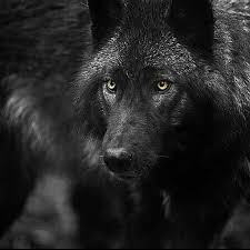 We're sure you'll find the perfect one. Sirius Black Dog Harry Potter Black Harry Potter Sirius Harrypotterquotes Black Dog Sirius Black Dog Sirius