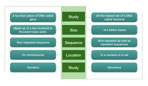 Genome Vs Gene An Unusual Comparison Genetic Education Genome Genetics Human Genome