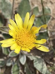 Image result for Haplocarpha