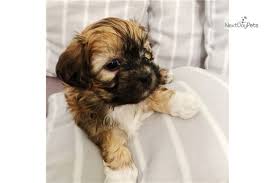 Kelly Mal Shi Malshi Puppy For Sale Near Tampa Bay Area Florida C1812a0d 80b1
