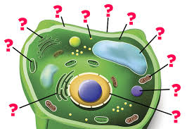 Check spelling or type a new query. Can You Name All These Parts Of A Plant Cell