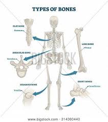 Transcribed image text from this question. Types Bones Vector Vector Photo Free Trial Bigstock