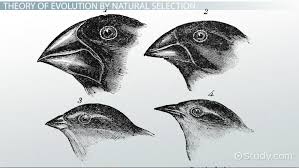 In the third section, students interpret evidence concerning natural selection in the peppered moth and answer questions to consolidate a scientifically accurate understanding of the process of natural selection, including the role of changes in allele frequency. Who Was Charles Darwin Theory Of Evolution Natural Selection Video Lesson Transcript Study Com