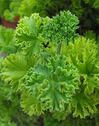 Image result for Pelargonium domesticum round-leaved bushy