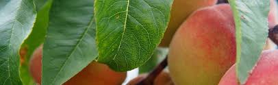 We carry them as two year old trees, bare root, ready to plant, usually available for purchase in fall and spring of the year, which is, incidentally, the best times to plant new trees. Peach And Nectarine Trees At Portland Nursery And Garden Center