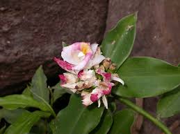 Image result for Costus afer