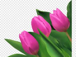 Ada jutaa jenis bunga di muka bumi ini, dan berasal dari berbagai. Bunga Tulip Ungu Tulip Ungu Ungu Cantik Png Pngegg