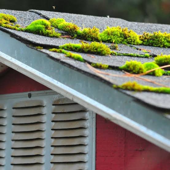 Roof maintenance and moss removal