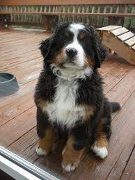 The berner is known for their strength and their sweet, friendly temperament. Bernese Puppy Scout 10 Weeks Puppies Cute Dogs Dogs