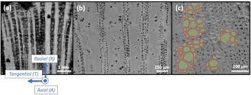 Its varied species adapt different conditions and elevation ranges. Cholla Cactus Frames As Lightweight And Torsionally Tough Biological Materials Sciencedirect