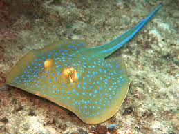 Free for commercial use no attribution required high quality images. Bluespotted Ribbontail Ray Wikipedia