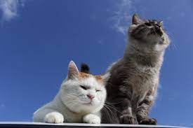 猫 おしゃれまとめの人気アイデア pinterest 宏輝 高橋 可愛すぎる動物 子猫 可愛い猫