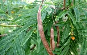 Image result for Acacia davyi