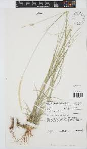 Image result for Anthephora pubescens