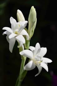 Image result for Polianthes tuberosa