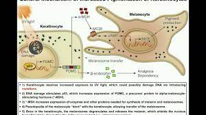 How Do Melanocytes Make Melanin Melanogenesis Mechanism Youtube