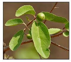 Image result for Flacourtia indica