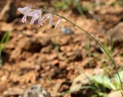 Image result for Gladiolus unguiculatus