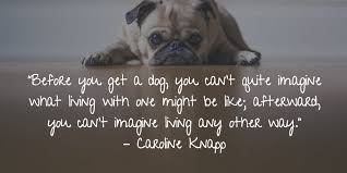 We did not find results for: 25 Dog Quotes About Love And Loyalty Terribly Terrier