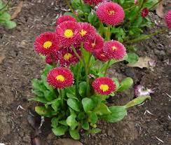 Bellis perennis is a perennial evergreen member of the bellis genus in the family compositae. Pin On Products