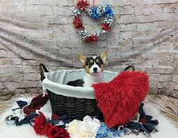 The cutest pups every day in your inbox. Pembroke Welsh Corgi Puppies Pittsburgh Pa Petland Robinson