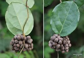 Image result for Triclisia