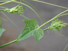 Image result for Sechium edule