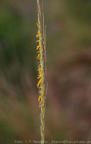 Image result for Trachypogon spicatus