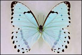 Morpho Catenarius Mint Morpho Male Polilla Mariposario Mariposas