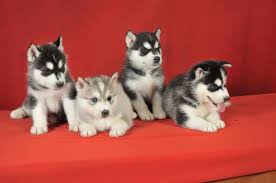 Check out our dogs and puppies for adoption at our phoenix adoption centers. Siberian Husky Puppies For Adoption Channahon Il Patch