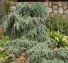 Which part of your country do most people live in? Feelin Blue Weeping Deodar Cedar Tree Live Plant 3 4 Feet Tall Plants Landscaping Plants Live Plants