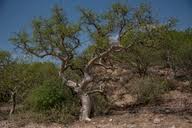 Image result for Commiphora tenuipetiolata