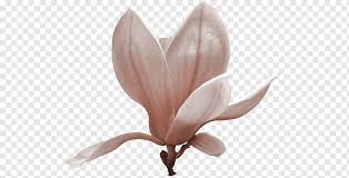 Single stem bouquets, much like the single tier wedding cake, create a look that although any flower you love could be your bloom of choice for your bouquet, those with big petal filled heads work best. Petal Southern Magnolia Flower Magnolia Liliiflora Yulan Magnolia Flower Flower Hydrangea Purple Flowers Png Pngwing