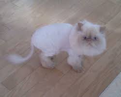 Himalayan/ragdoll raised in house since birth. Himalayan Cat Missing On Cleveland S West Side Cleveland Com