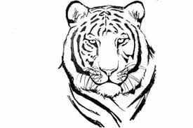We draw a white tiger as well as usual. How To Draw White Tiger How To Draw A White Tiger Face Step By Step By Cool Drawing Ideas Medium