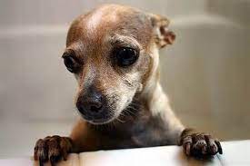 Pin By Clara Juarez On Cachorritos Chihuahua Dogs Labrador Retriever