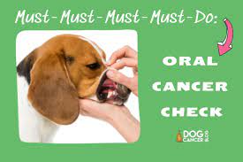 Nasal cancer in dogs and cats is not curable. Mouth Tumors Dogs How To Check For Oral And Nasal Cancer At Home