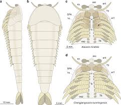 Image result for Ancylobothrys