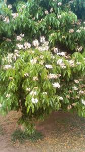 Image result for Olea chimanimani