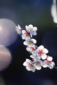 • like or reblog if u save/use. Spring Flower Sakura Nature Tree Flare Happy Iphone 8 Wallpaper Iphone8wallpapers Com
